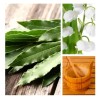 Aromas Para Difusores Profesionales A Base De Aceites 100ml Spa