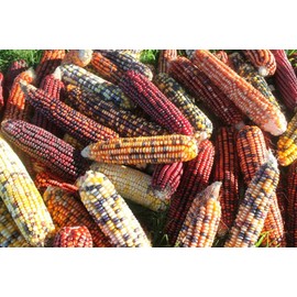 225 Iowa Indian Corn-Ornamental Seeds High Yeild Colorful Large Ears