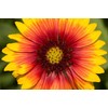 Gaillardia Blanket Flower Seeds