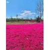 500+ Red Creeping Thyme Seeds -- Groundcover -- Non-GMO --