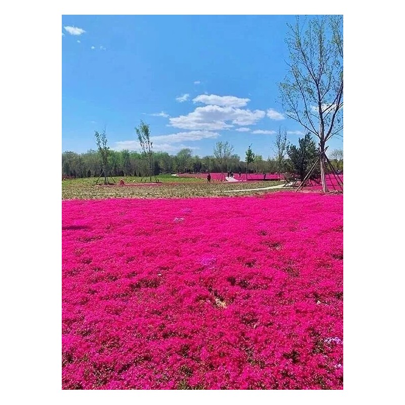 500+ Red Creeping Thyme Seeds -- Groundcover -- Non-GMO --
