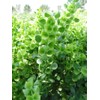 22Day Seeds: Seeds Bells of Ireland/Moluccella/Shellflower/Annual Flowers