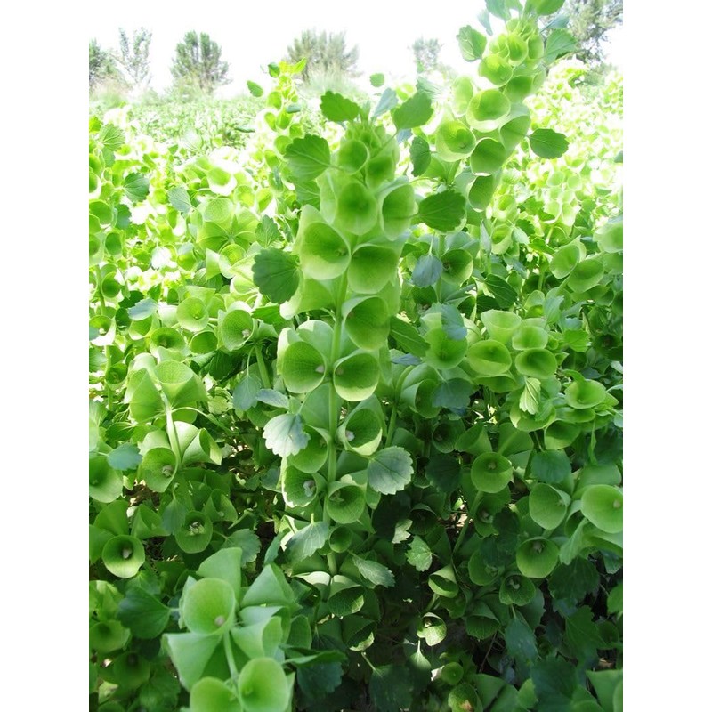 22Day Seeds: Seeds Bells of Ireland/Moluccella/Shellflower/Annual Flowers