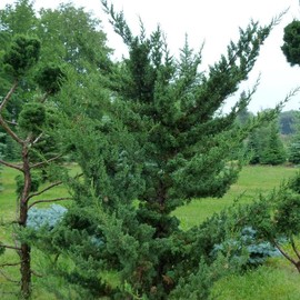 Robusta Green Juniper | 2 Extra Large 3 Gallon Plants | Hardy Evergreen Shrub for Landscapes & Gardens, Ideal for Ground Cover, Topiary, Bonsai, Low Maintenance, Drought Tolerant