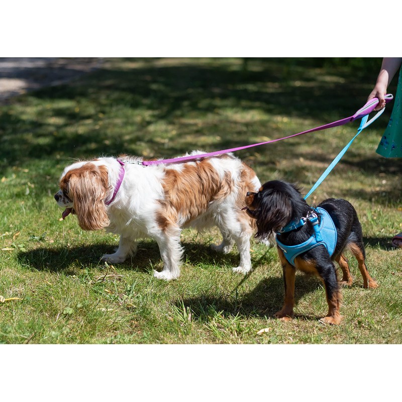 Ancol Viva Step-in Comfort Harness Blue .Medium- To fit 46-54cm