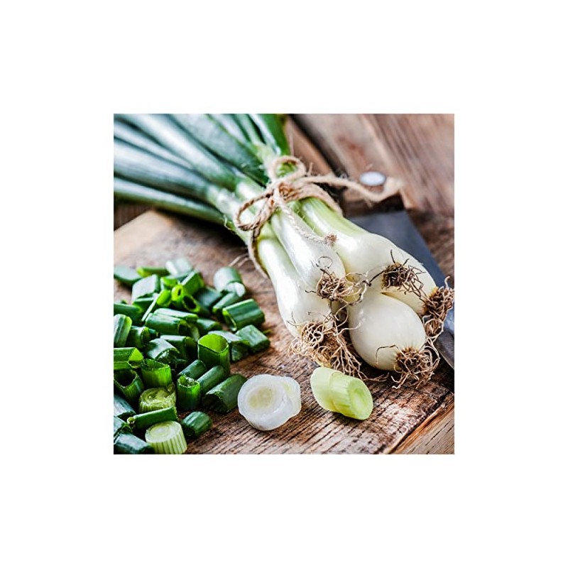 Everwilde Farms - 1/4 Lb Evergreen White Bunching Onion Seeds