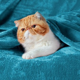 Bedsure Fleece Blanket Throw Blanket Teal - 300GSM Throw Blankets for Couch, Sofa, Bed, Soft Lightweight Plush Cozy Blankets and Throws for Toddlers