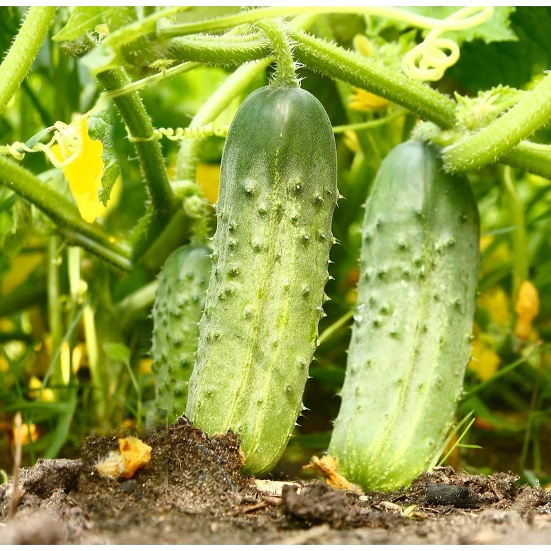 Seeds Cucumber Rodnichok F1 (Cucumis sativus L.) Source Pickling Heirloom