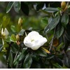 15PCS White Southern Magnolia Flower Seeds Beautiful Ornamental Landscape Tree