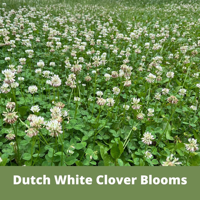 Flawn Seed Dutch White Clover Seed, 5 Lbs, Organic Coated,
