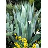 Agave Americana - Blue Agave - 2 Plants in Big