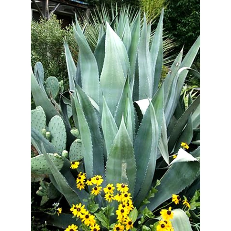Agave Americana - Blue Agave - 2 Plants in Big