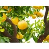 Gardenera Premium Grapefruit Potting Mix - The Ideal Growing Environment