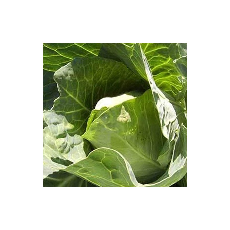Early Jersey Wakefield Cabbage Seeds - 1 g ~300 Seeds