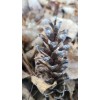 Natural 25 PINE CONES, 4” To 7” Crafts Holiday Wreath