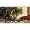 Madagascar Dragon Tree | Extra Large 3 Gallon Tree |