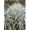 Aztec Grass - 20 Live Plants - Variegated Liriope -