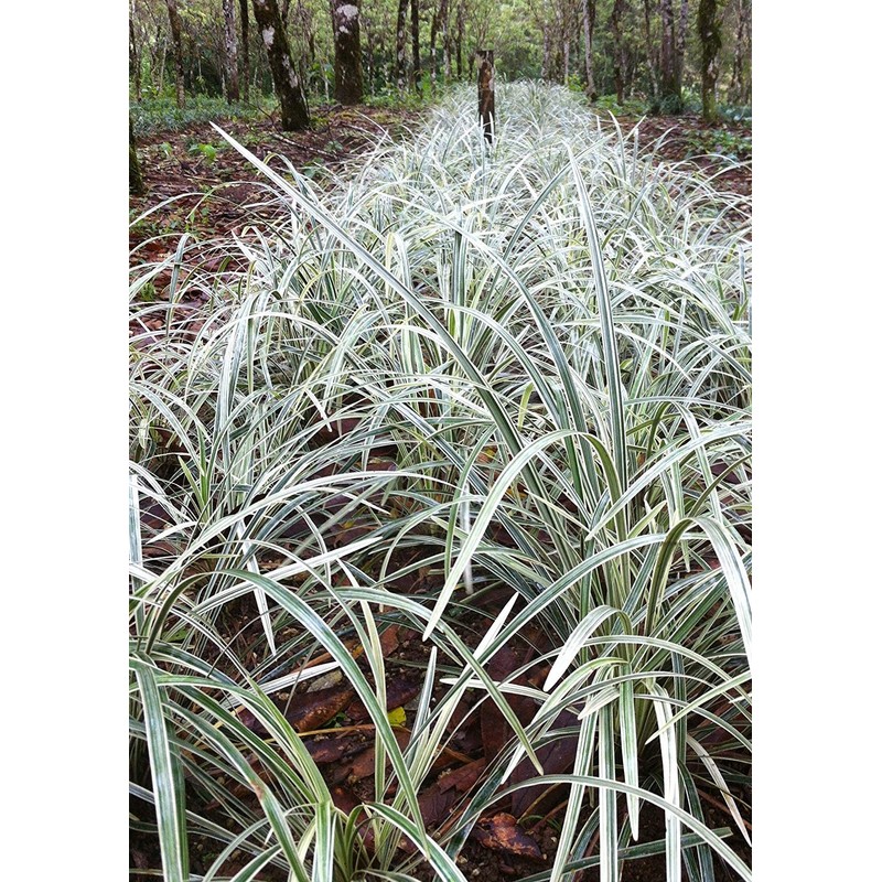 Aztec Grass - 20 Live Plants - Variegated Liriope -