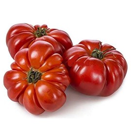 Constoluto Tomato Seeds - Large Ribbed Tomato - One of The Most Delicious Tomatoes for Home Growing,