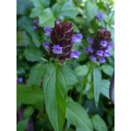 Southeast Seeds Heal All Seeds, Self Heal, Dragon Head, Heart of the Earth, FREE SHIPPING - 800 Seeds or 1 Gram