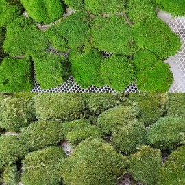 prefleur 2 Color Mix Pack Preserved Pole Moss Pillow Bun Cushion Natural Decorative Green DIY Kit Art Wall Decor Florist Decor Easter Table Decor Wedding(1.5 sq.ft, Green-A,Green-B)