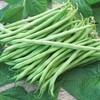UtopiaSeeds Tenderette Organic Green Bean Seeds - Approximately 40 Seeds