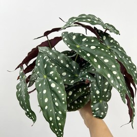 Shirfloral 2Pcs Begonia Maculata Artificial Plant 11.8In Fake Trout Begonia Faux Polka Dot Greenery Plant for Office Desk Indoor Outdoor Home Planter Decor
