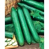 22Day Seeds: Seeds Cucumber Chinese Wonder Open-Pollinated / 60 Days/Non