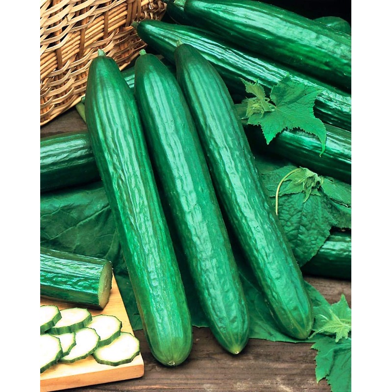 22Day Seeds: Seeds Cucumber Chinese Wonder Open-Pollinated / 60 Days/Non