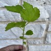 FixtureDisplays Rose Of Sharon Hibiscus Organic Live Plant w/ Roots