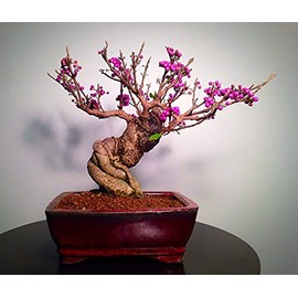 Bonsai Beauty Berry - Callicarpa Americana - 20 Seeds - Non-GMO Seeds, Shipped from Iowa. Made in USA. Fruit Bearing Bonasi