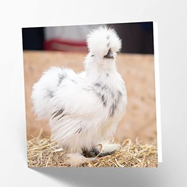 Maturi Silkie Chicken Photographic Blank Birthday Greetings Card, 15.5 x 15.5 cm