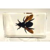2.3" Real Carpenter Bamboo Bee in Crystal Clear Lucite Resin
