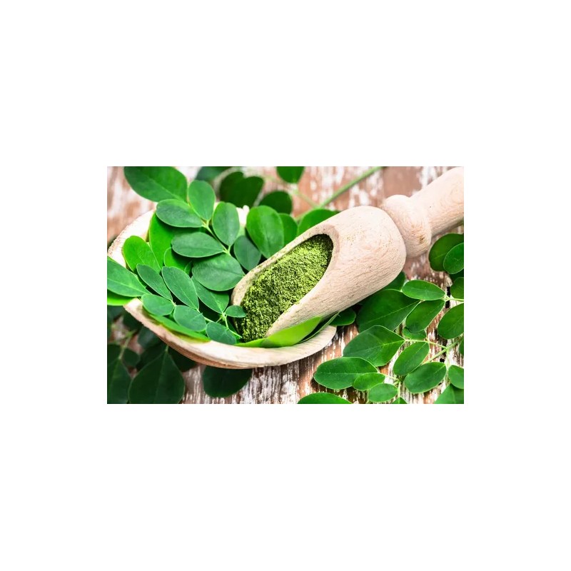 Shampoo Moringa Bergamota 400ml Lo Natural Crecimiento