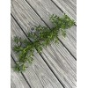 Unbranded 10 Myoporum Parvifolium Plant Creeping Boobialla Dwart Native Myrtle