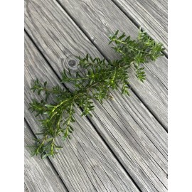 Unbranded 10 Myoporum Parvifolium Plant Creeping Boobialla Dwart Native Myrtle Cuttings.