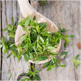 Seed Needs, Winter Savory Seeds - 500 Heirloom Seeds for Planting Satureja Montana - Non-GMO & Untreated Culinary Herb for an Outdoor/Indoor Garden (1 Pack)