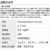 Yoshino Hinoki 20ml Domestic Japanese Cypress Incent Essential Oil, Pure