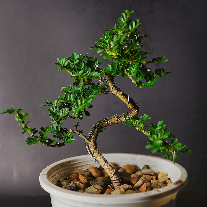 PATIKIL 2mm Bonsai Training Wire, 1 Roll Floral Wire Stems