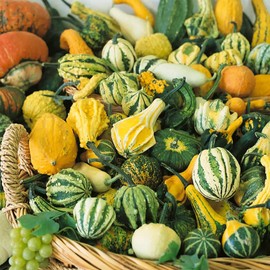 Small Mix Gourd Garden Seeds - 2 g Packet ~60 Seeds - Non-GMO, Heirloom Vegetable Gardening Seed - Cucurbita Pepo