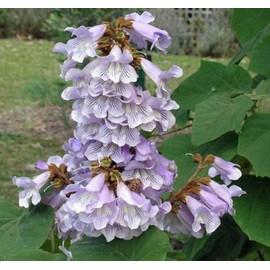Paulownia fortunei (Dragon Tree) Tree Seed, Large, Showy, Upright Clusters, Creamy White to Pale Lavender; Tube-Like Flowers, You Choose The Quantity (5 Packs)