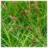 Everwilde Farms - 1000 Oval Sedge Native Grass Seeds -