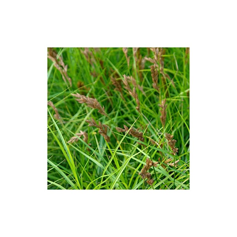 Everwilde Farms - 1000 Oval Sedge Native Grass Seeds -