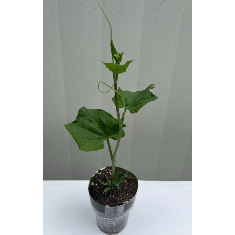 Chayote Plant With Pot Live Plant Ready To Plant
