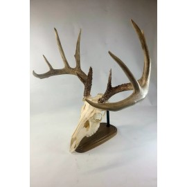 Thuli Products European Skull Mount Table Top Display  Dark White Oak