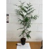 3 Arborvitae Green Giants 12-18" Tall Live Plants in 4"