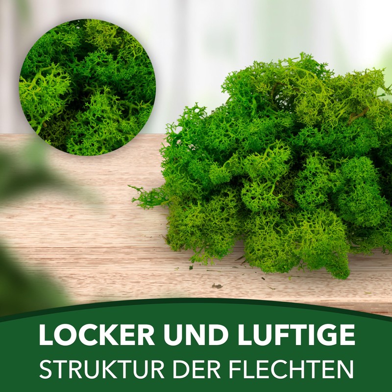 sphagnum-shop.com Real Reindeer Moss in Light Green 200 g for