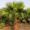 Fresh 50+ Seeds Washingtonia Filifera California Fan Palm #03, Fresh