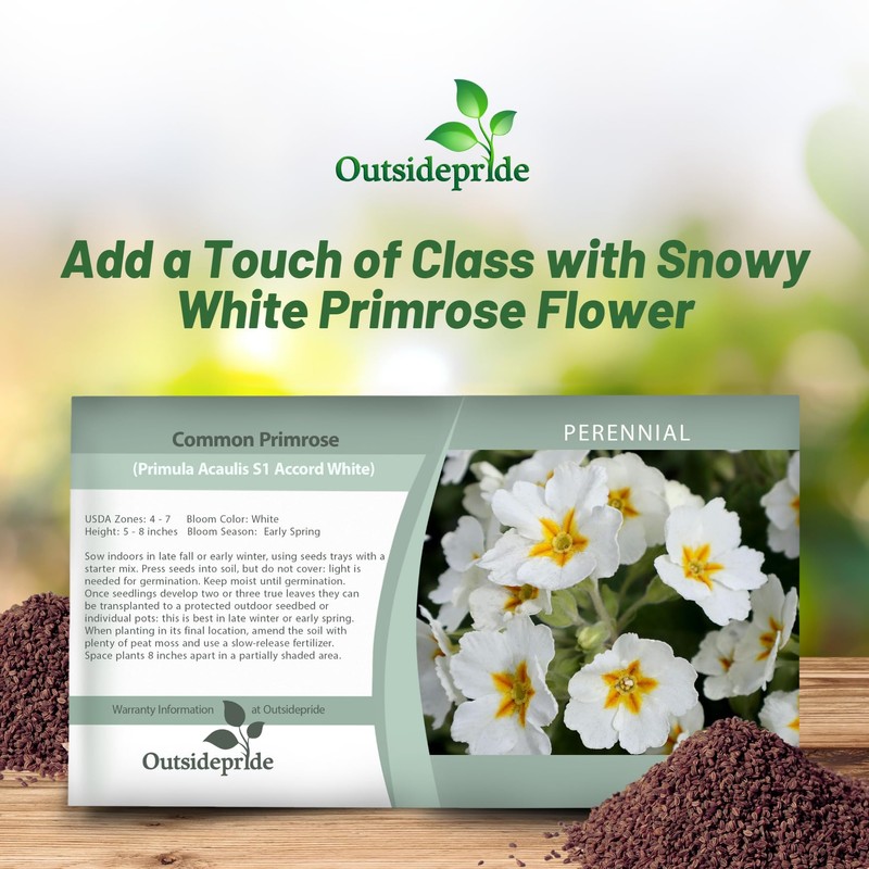 Outsidepride White Common Primrose Seeds - 200 Pcs Perennial, Hardy,
