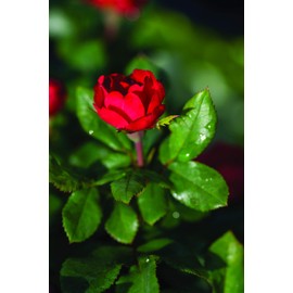 Green Promise Farms Rosa Petite Knock Out (Reblooming) Rose, 2-Size Container, deep red Flowers